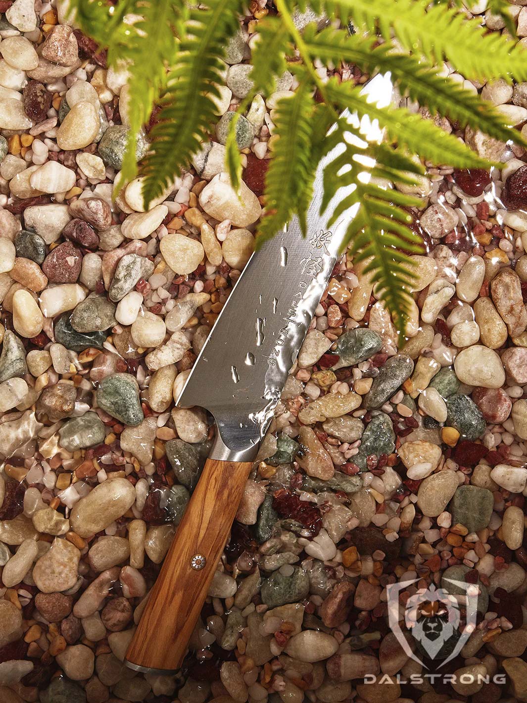 Dalstrong phantom series 8 inch chef knife with olive wood handle on top pebbles.